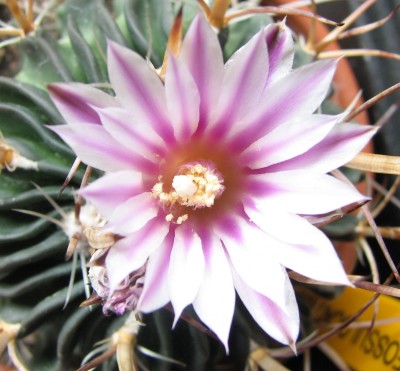 26.05.2008 Blüte Echinifossulocactus.jpg