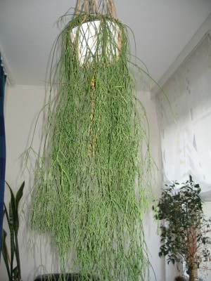 IMG_7586.JPG