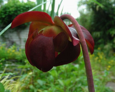 Carnivorenknospe w.jpg