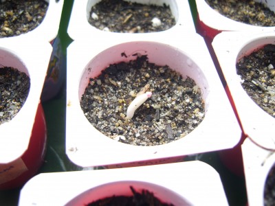 A. arabicum.JPG