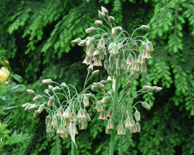 bulgarischer.Lauch. w.jpg