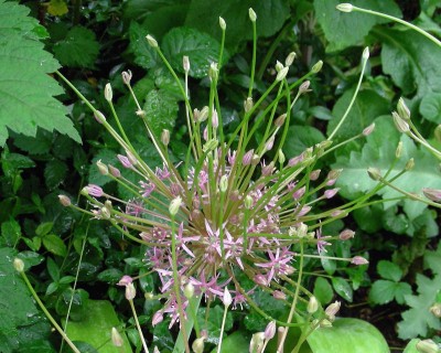 wie ein Feuerwerk w.jpg