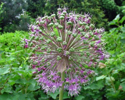 verbl. Riesenlauch w.jpg