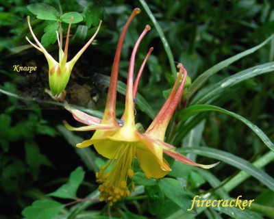 Akelei firecracker 1 w.jpg