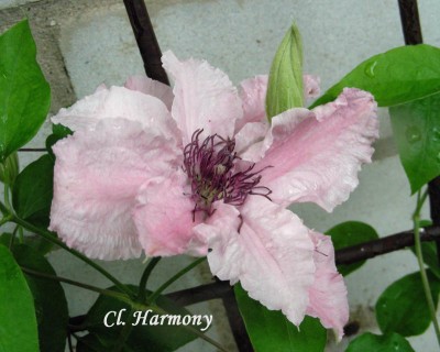 Harmony-Blüte w.jpg