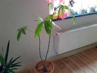 26052008587.jpg