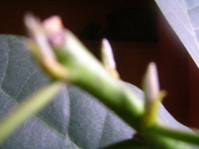 avokado 004.JPG
