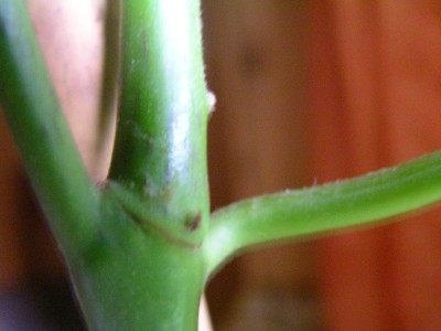 avokado 003.JPG