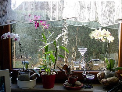 Orchi-Fenster Jan07.JPG