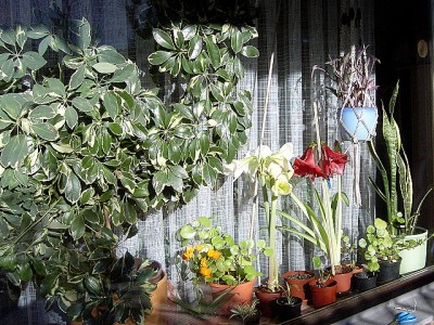 Wo-Zimmerfenster Jan07.JPG