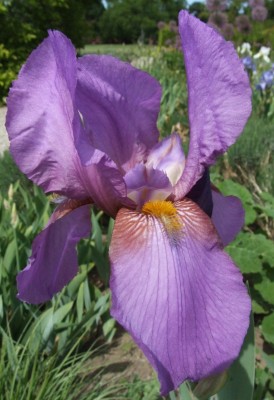 DSCF3271.JPG