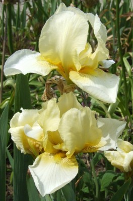 DSCF3257.JPG