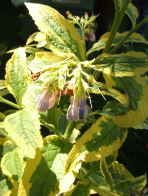 DSCF3497.JPG