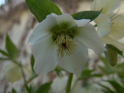 garten2.jpg
