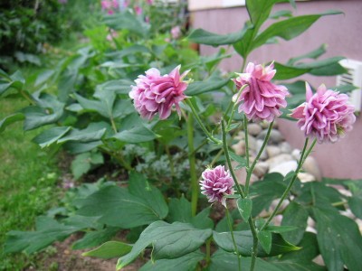 PICT0039.JPG