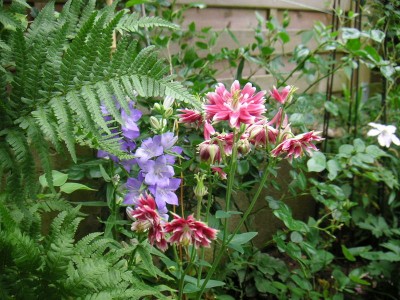 PICT0019.JPG
