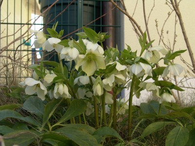 garten1.jpg