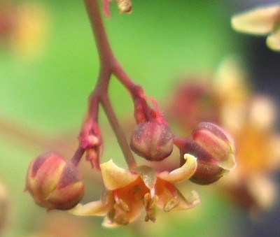 26.05.2008 cotinus1.jpg