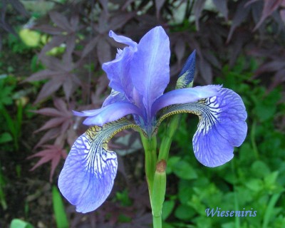 Wieseniris w.jpg