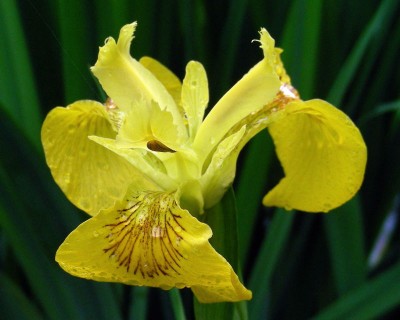 Regeniris w.jpg