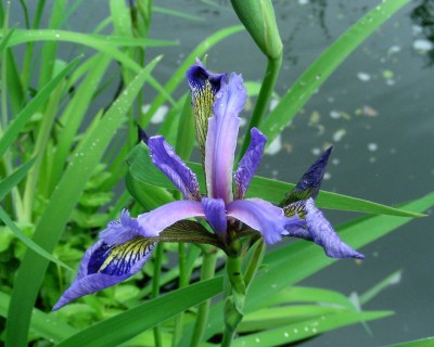 blaue Wasseriris w.jpg