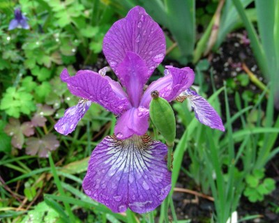 und noch eine Iris w.jpg