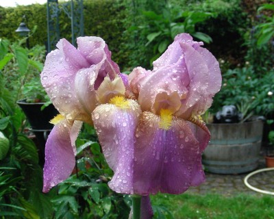 noch eine Iris w.jpg