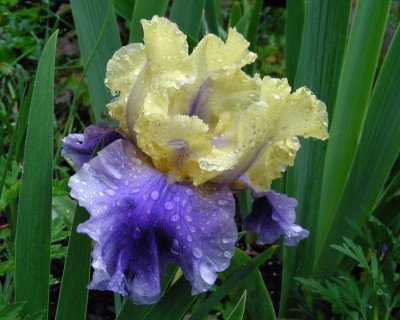 neue Iris w.jpg