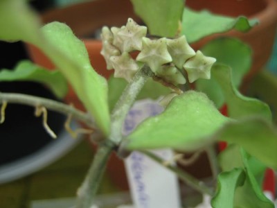 Hoya Kanyakumariana Knospe.JPG