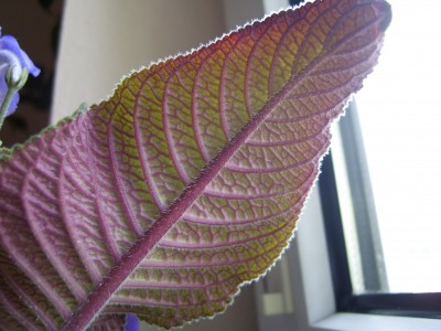 DSCI0006.JPG