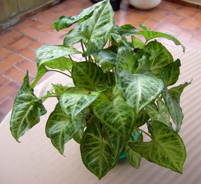 Purpurtute1 Syngonium podophyllum.JPG