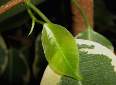 ficus benjamina.jpg