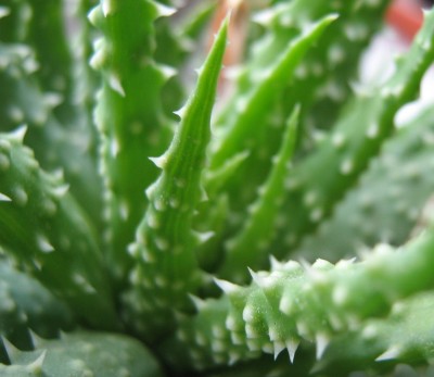 aloe humilis2.jpg