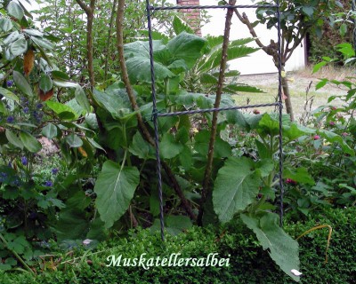 riesiger Muskatellersalbei w.jpg