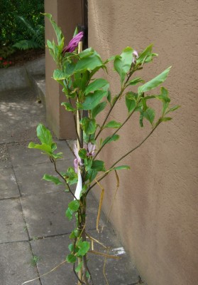 CIMG3182 - Kopie.JPG