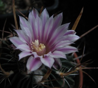 28.05.2008 Echinofossulocactus - Blüte.jpg