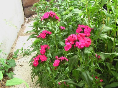 Dianthus barbatus.JPG