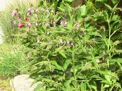 Comfrey.JPG