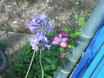 Agapanthus.JPG