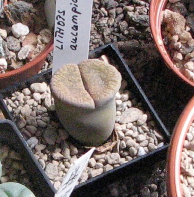 28.05.2008 Lithops f. Forum 4.jpg