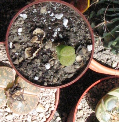28.05.2008  Lithops f. Forum 3.jpg