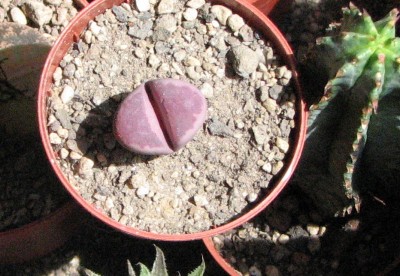 28.05.2008 Lithops f. Forum 2.jpg