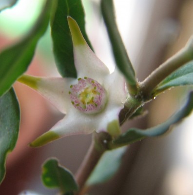 Blüte Brachystelma nanum 02.jpg
