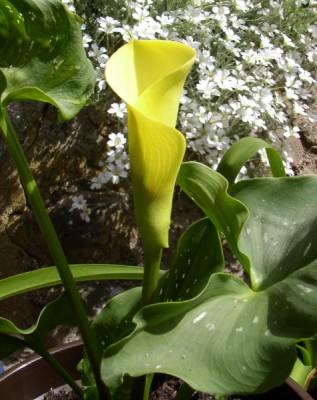 Calla Mango (1)_01.jpg