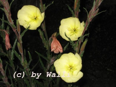 Nachtkerzenblüte Geb6.JPG