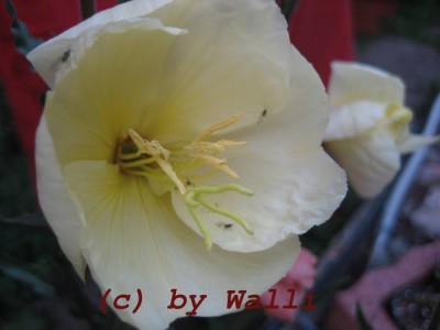 Nachtkerzenblüte Geb5.JPG