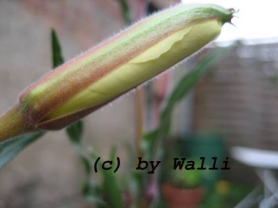 Nachtkerzenblüte Geb1.JPG