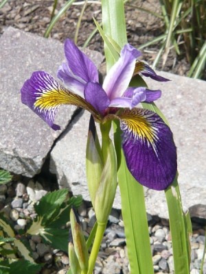iris_versicolor_kermesina.JPG