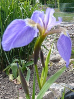 iris_setosa_1.JPG