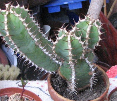 28.05.2008 Neuanschaffungen Euphorbia o..jpg